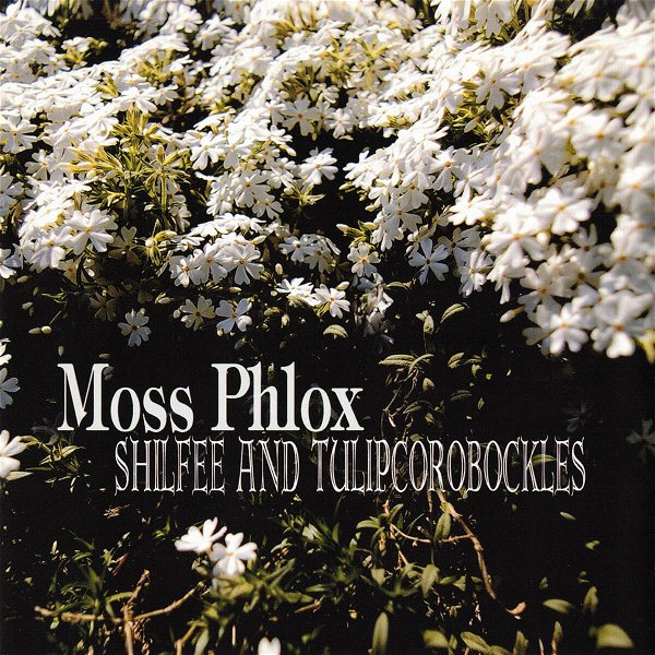 SHILFEE AND TULIPCOROBOCKLES - Moss Phlox